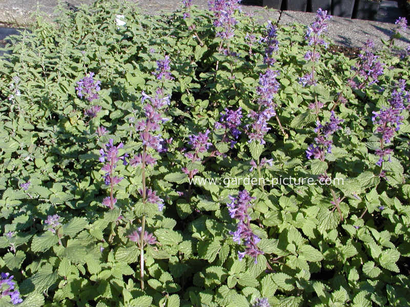 Nepeta racemosa 'Grog'
