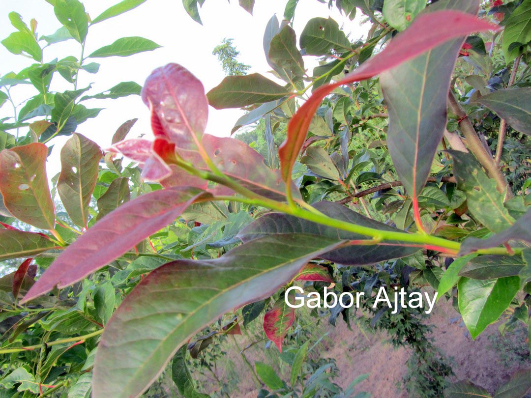 Nyssa sylvatica 'Red Red Wine'