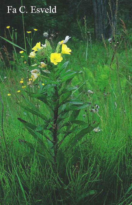 Oenothera biennis