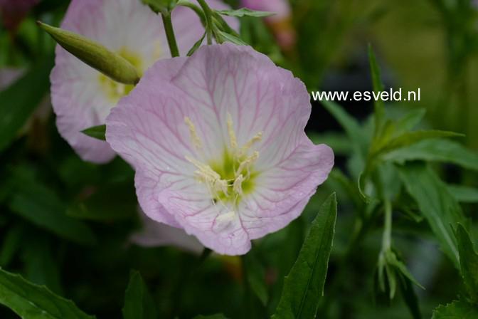Oenothera speciosa 'Siskiyou'