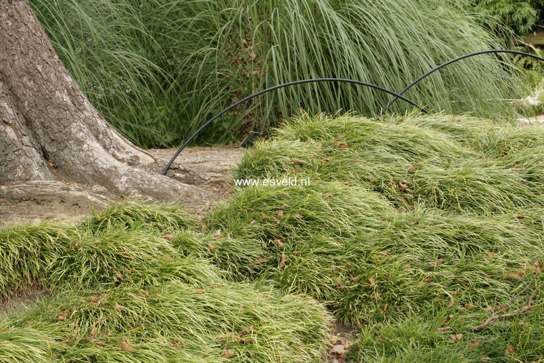 Ophiopogon japonicus