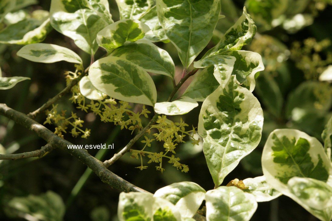 Orixa japonica 'Variegata'