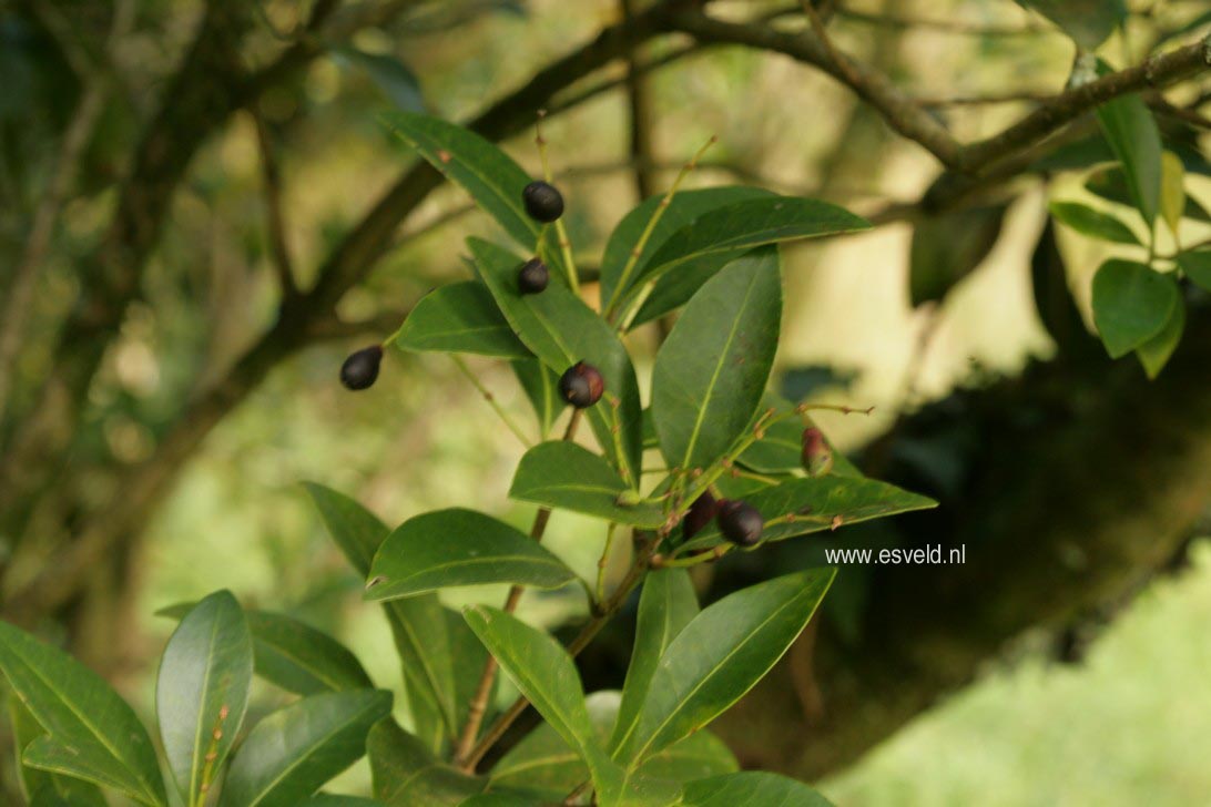 Osmanthus americanus