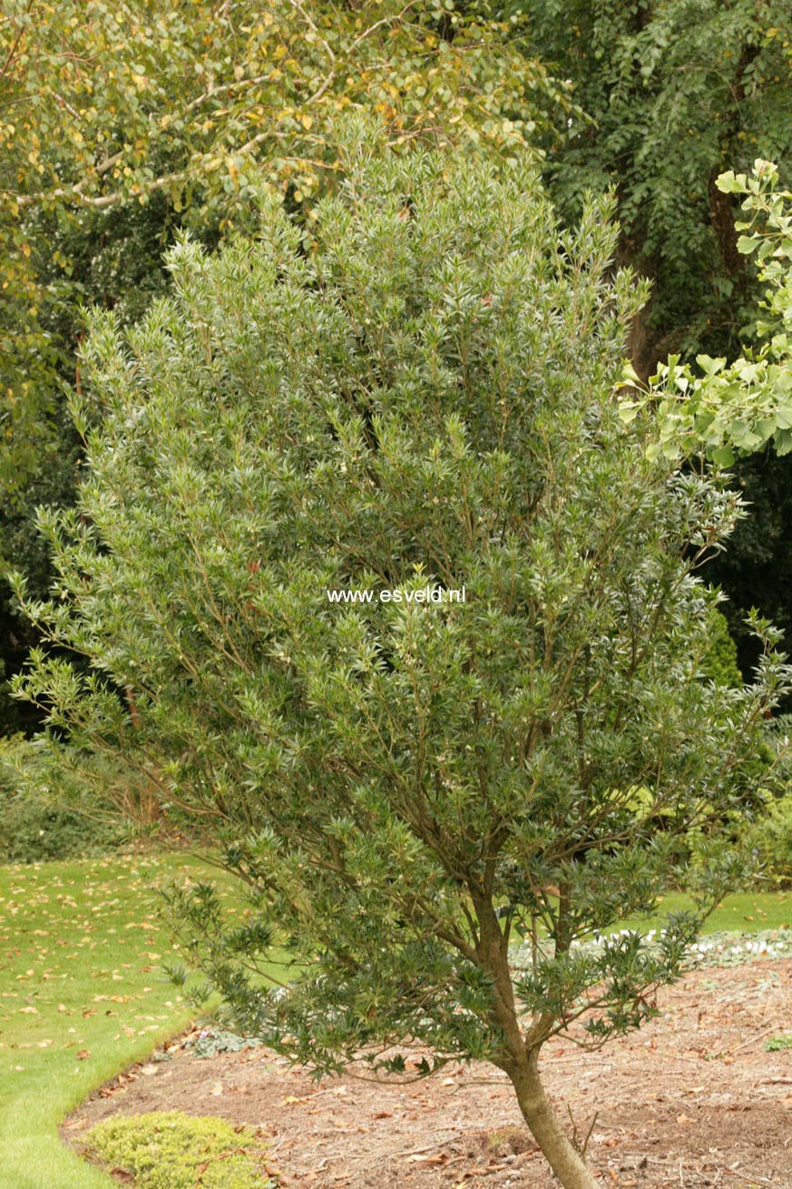 Osmanthus heterophyllus 'Sasaba'