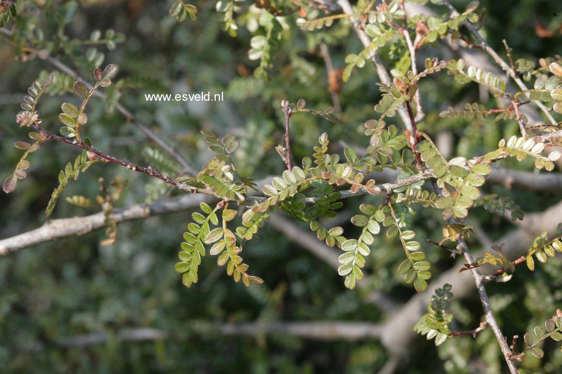 Osteomeles subrotunda