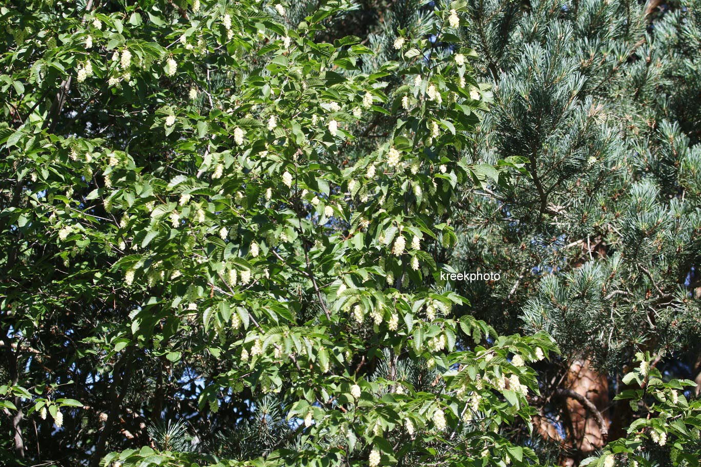 Ostrya carpinifolia