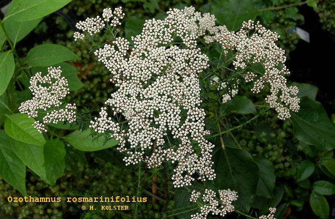 Ozothamnus rosmarinifolius