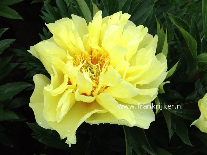 Paeonia 'Bartzella'