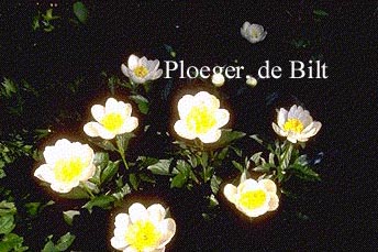 Paeonia 'Jan van Leeuwen'