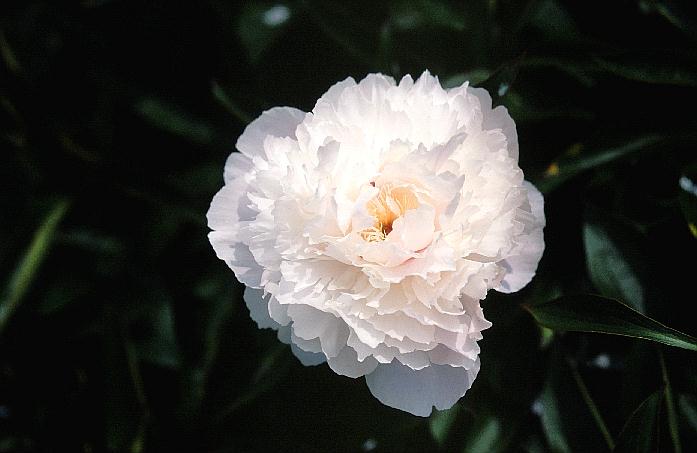 Paeonia 'Mme. Calot'