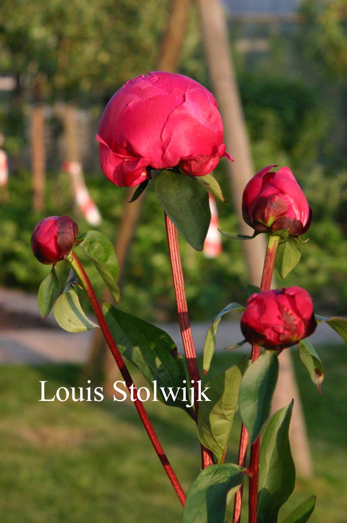 Paeonia 'Red Sarah Bernhard'