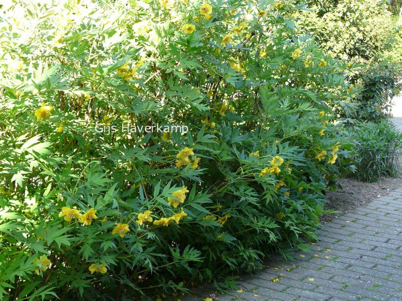 Paeonia lutea 'Yellow Queen'