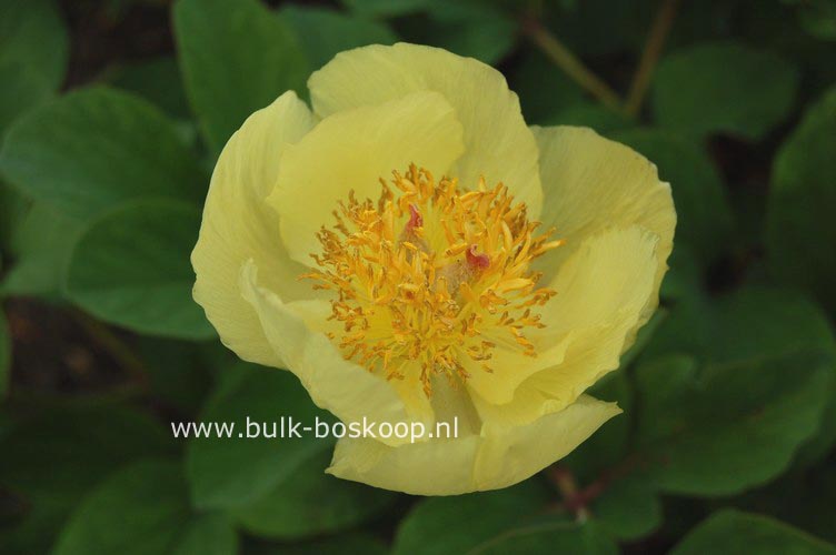 Paeonia mlokosewitschii