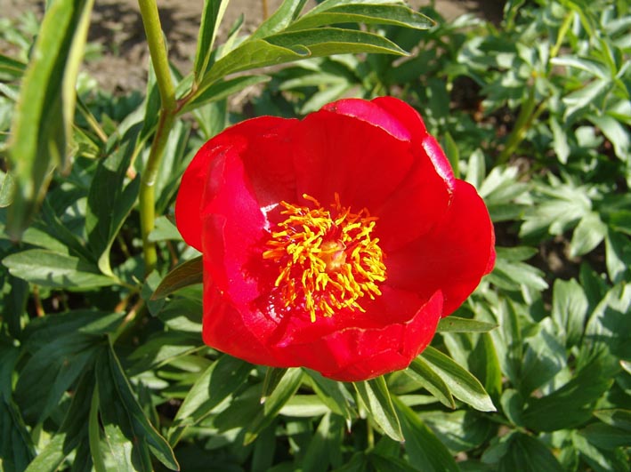 Paeonia peregrina 'Otto Froebel'