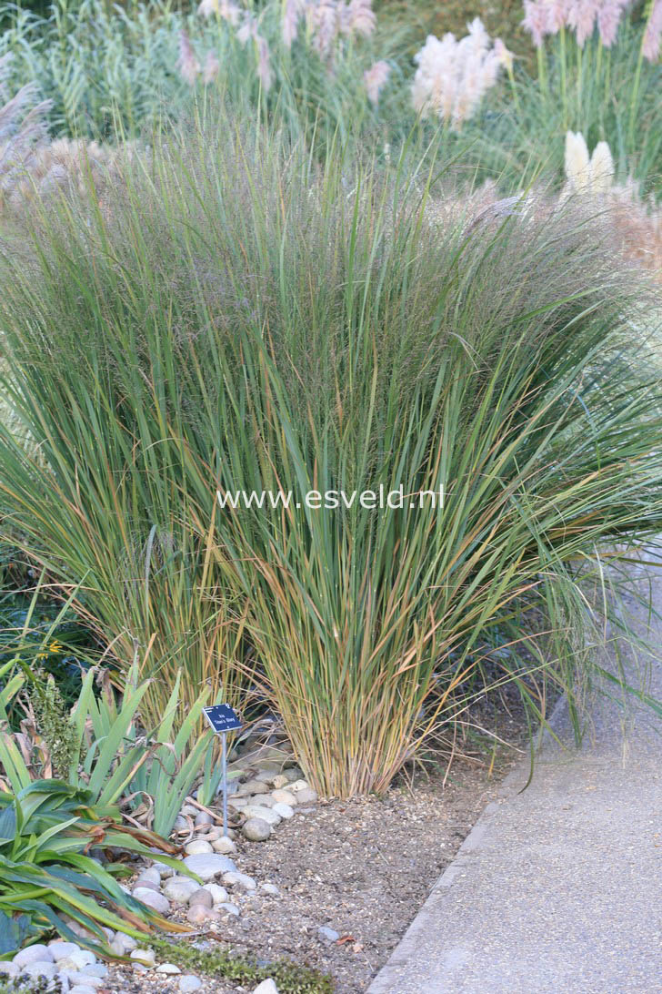 Panicum virgatum 'Northwind'