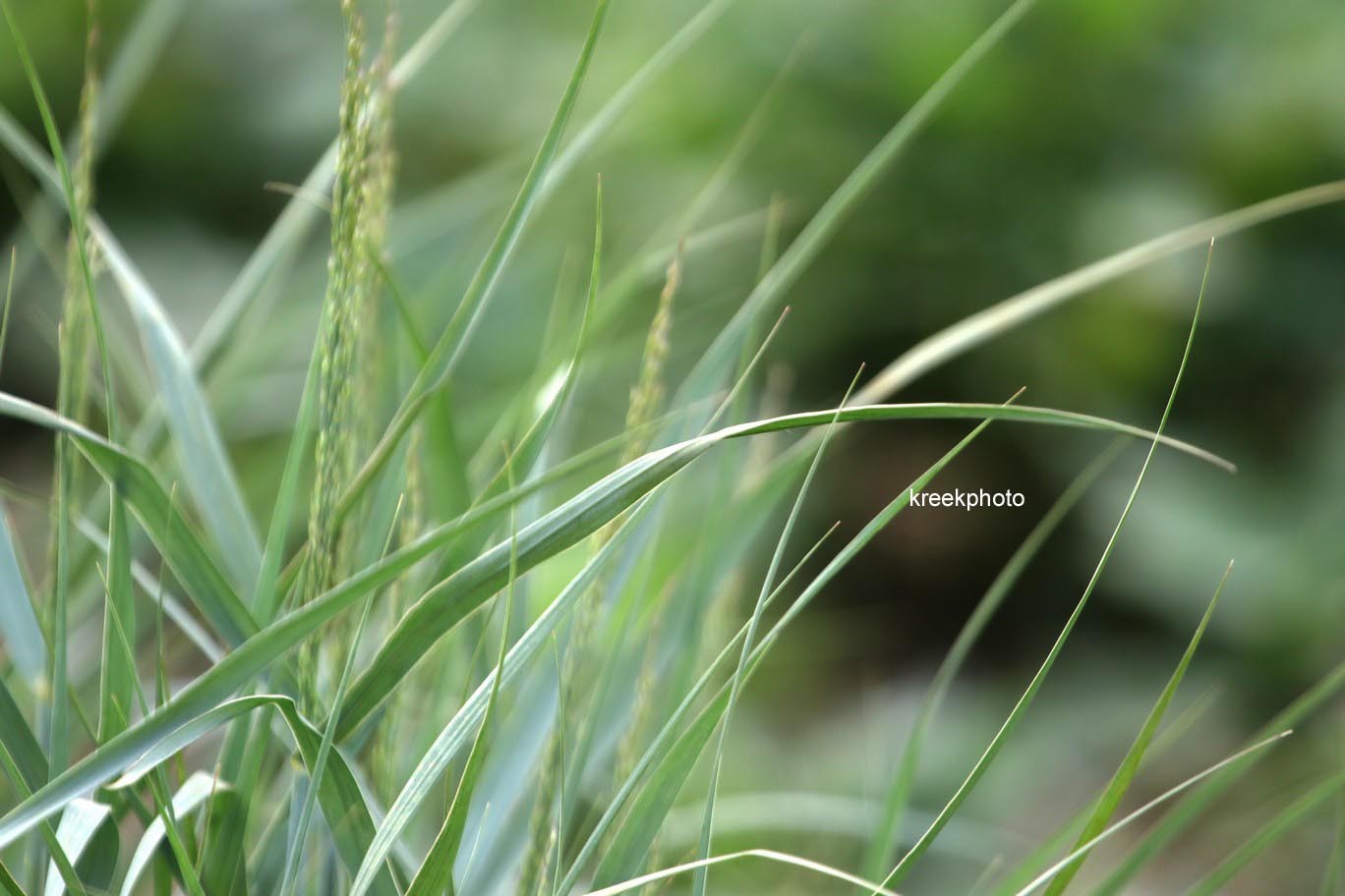 Panicum virgatum 'Prairie Sky'