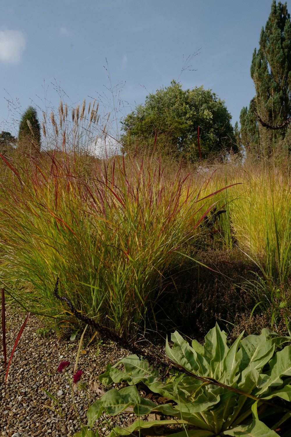 Panicum virgatum 'Rotstrahlbusch'