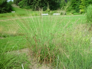 Panicum virgatum