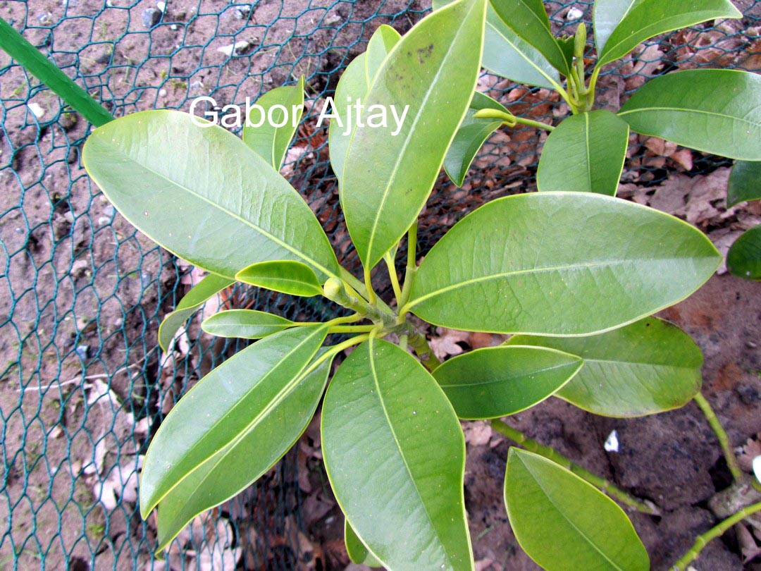 Parakmeria lotungensis