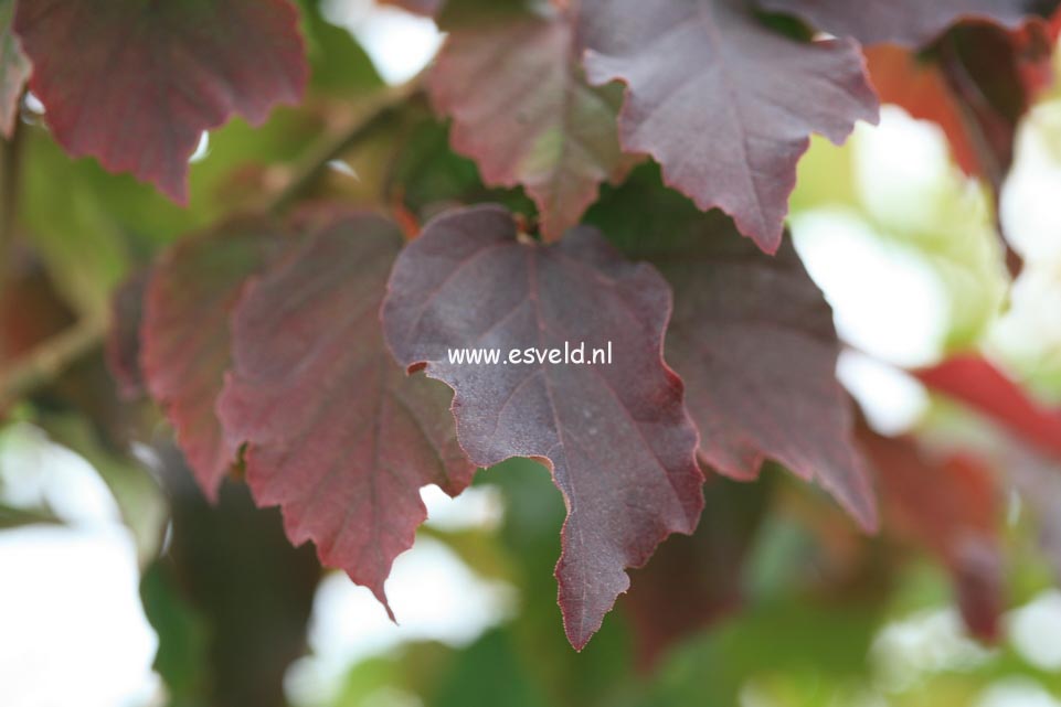 Parrotia persica 'Felicie'