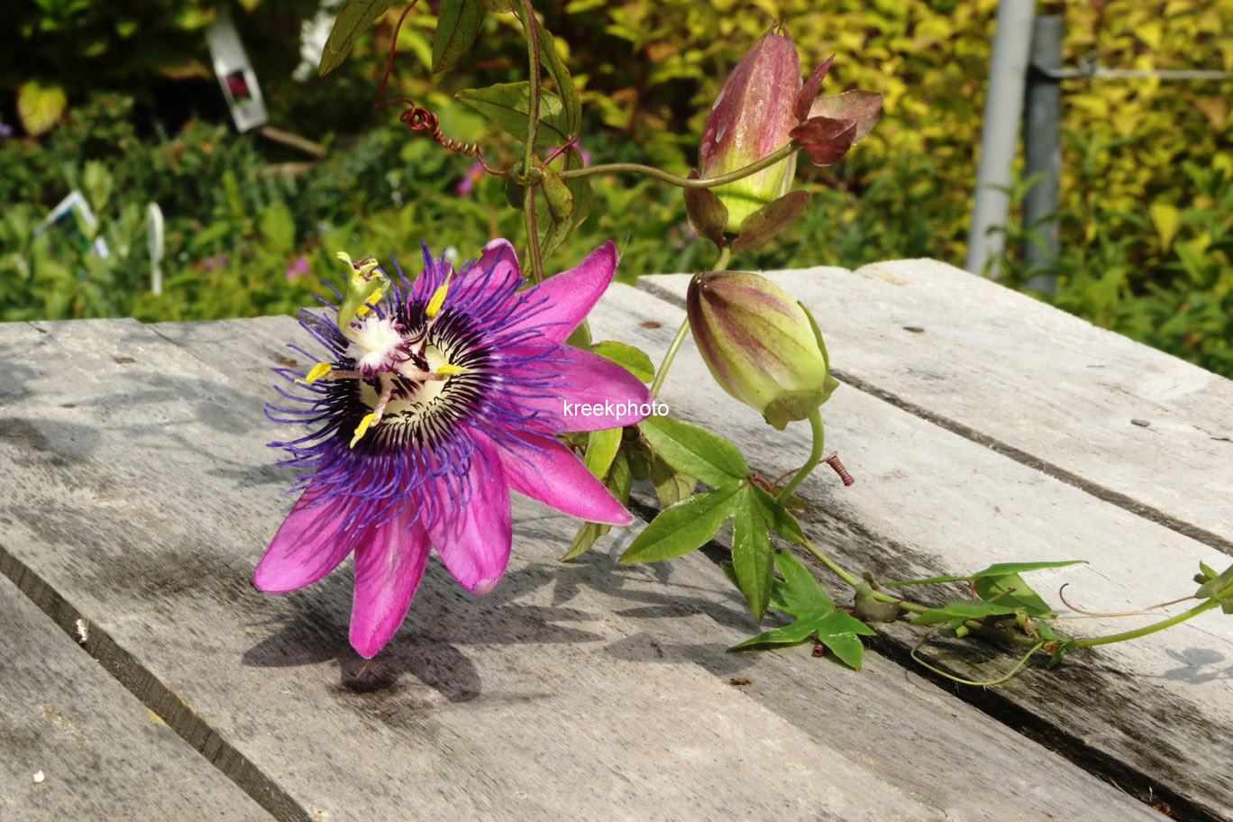 Passiflora 'Amethyst'