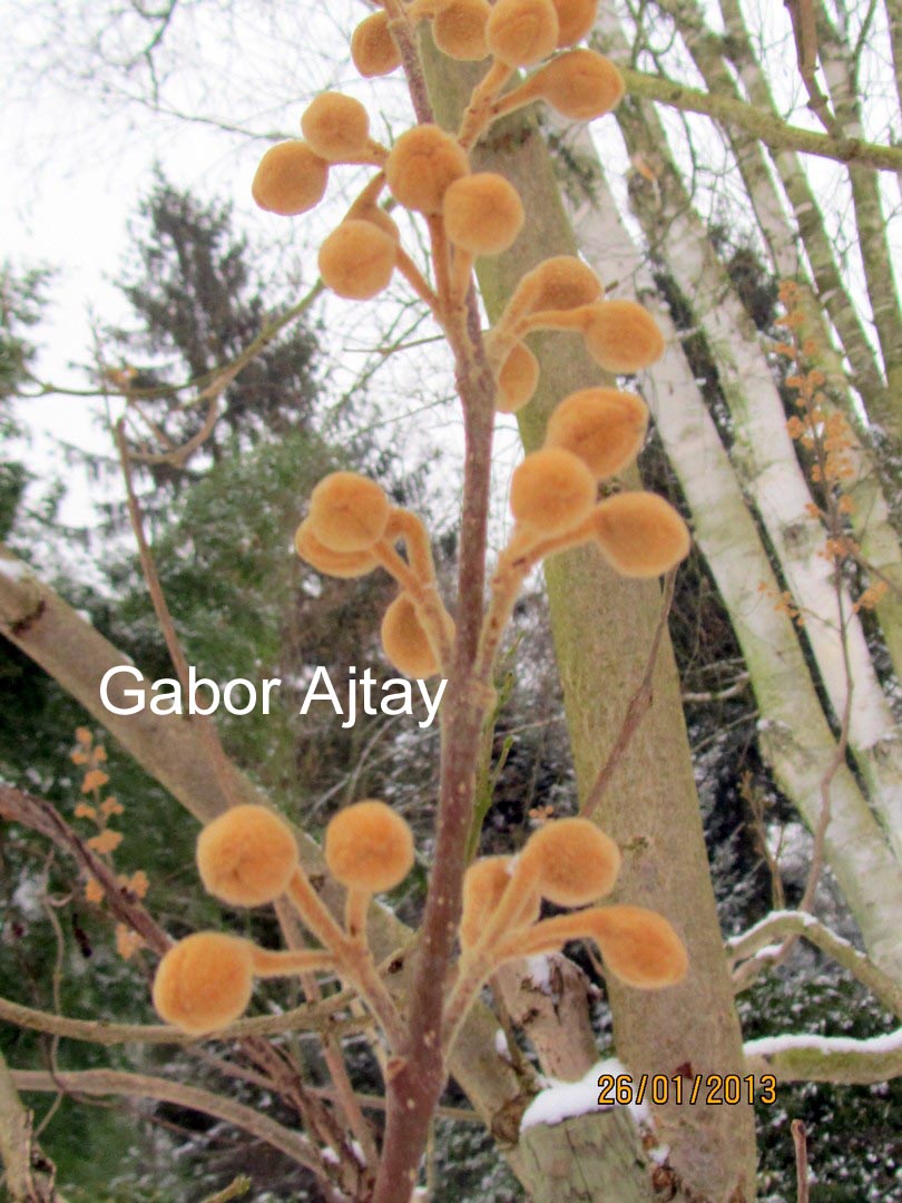 Paulownia tomentosa 'Hulsdonk'