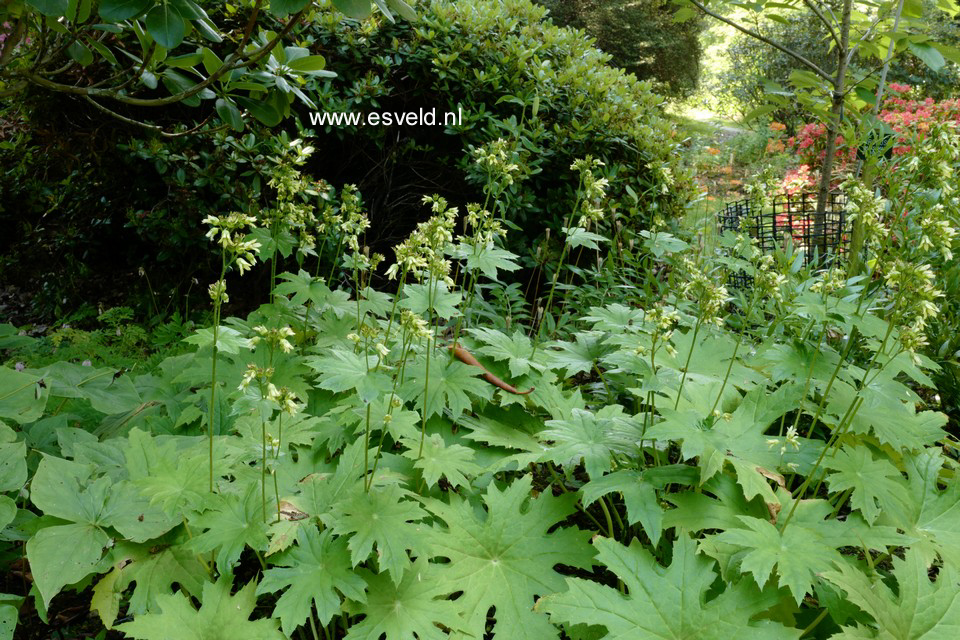 Peltoboykinia tellimoides