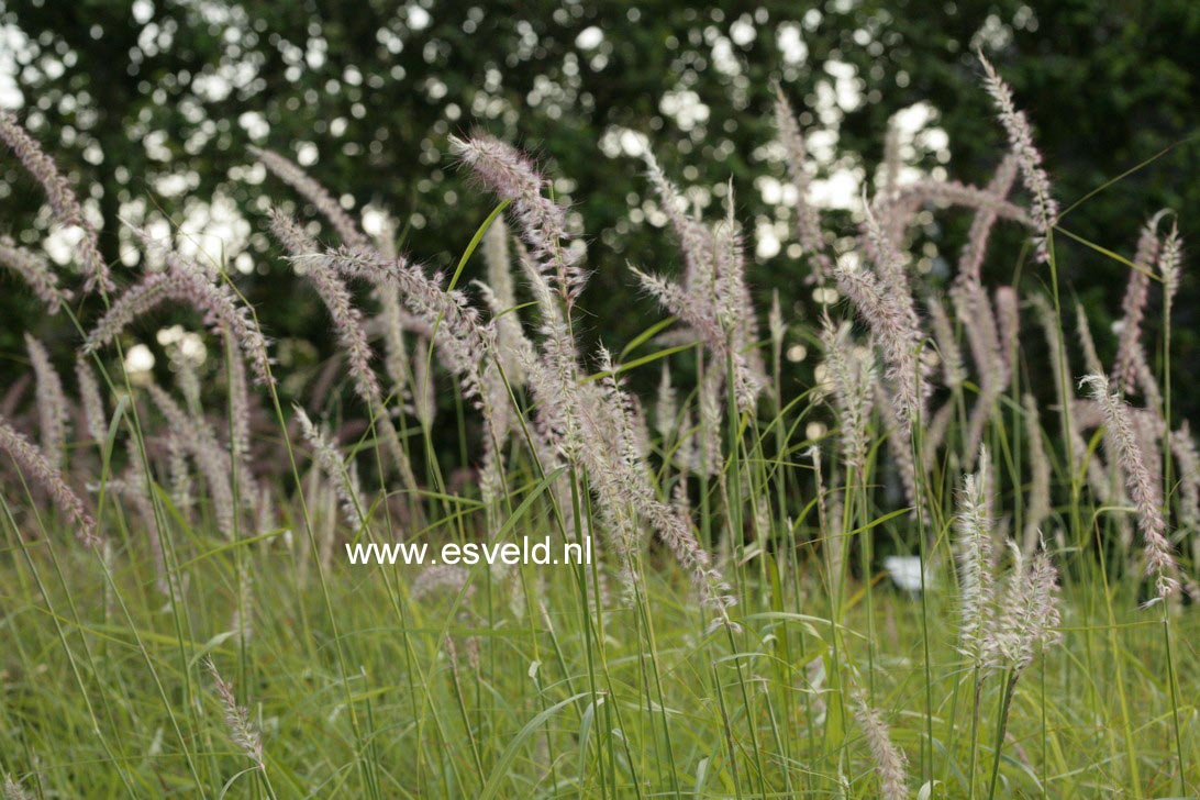 Pennisetum orientale 'Tall Tails'