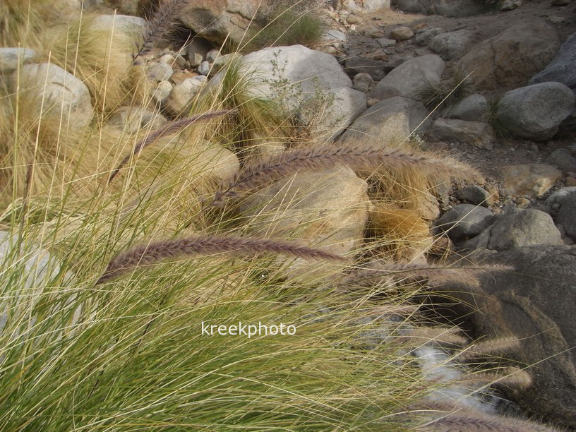 Pennisetum setaceum