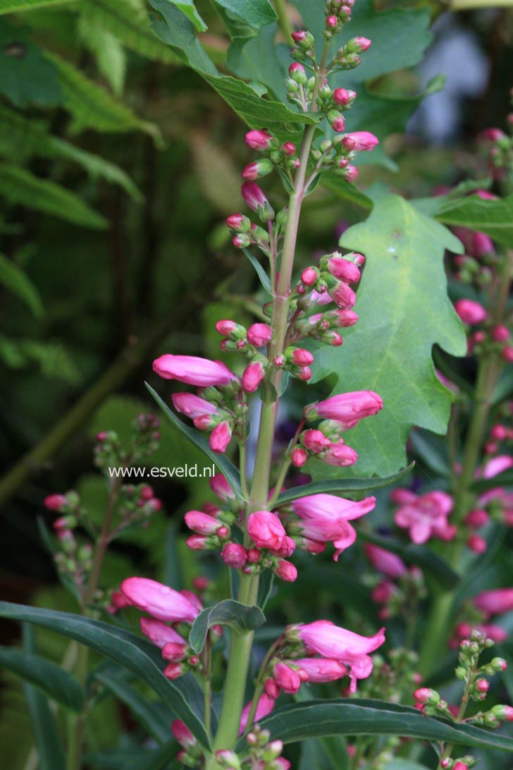 Penstemon 'Red Riding Hood'