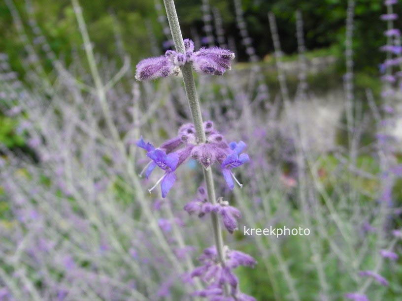 Perovskia atriplicifolia
