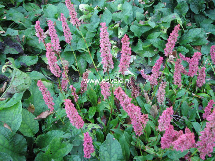 Persicaria affinis 'Kabouter'
