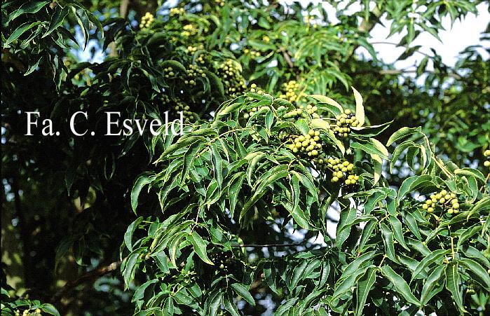 Phellodendron amurense