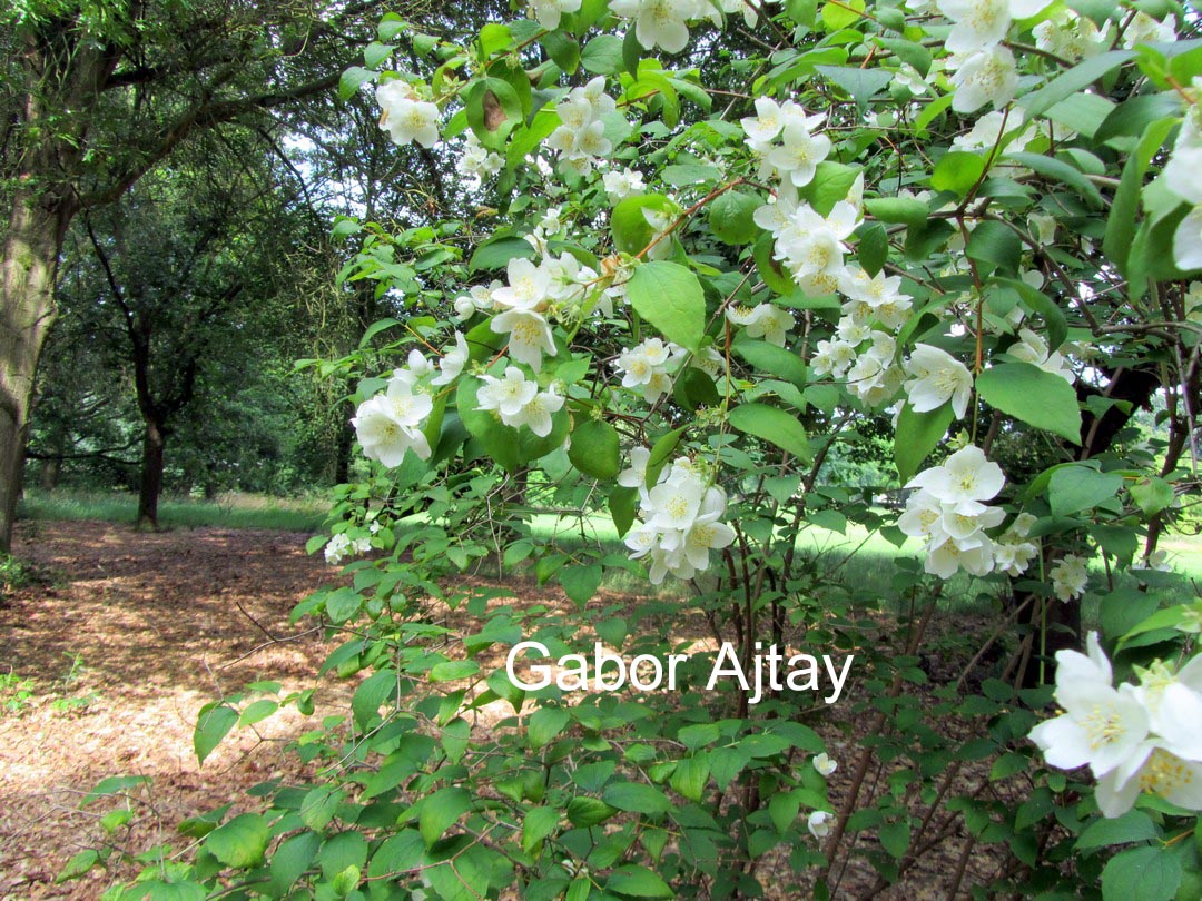 Philadelphus 'Silberregen'