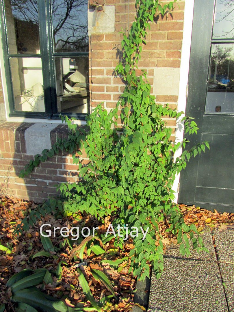 Philadelphus mexicanus