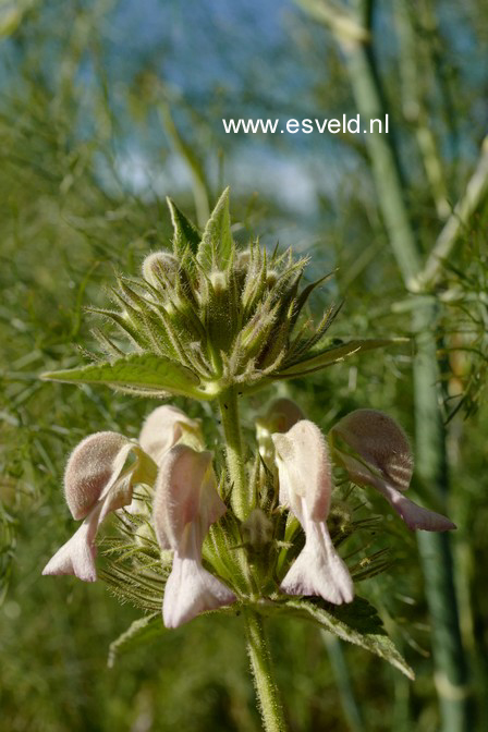 Phlomis samia