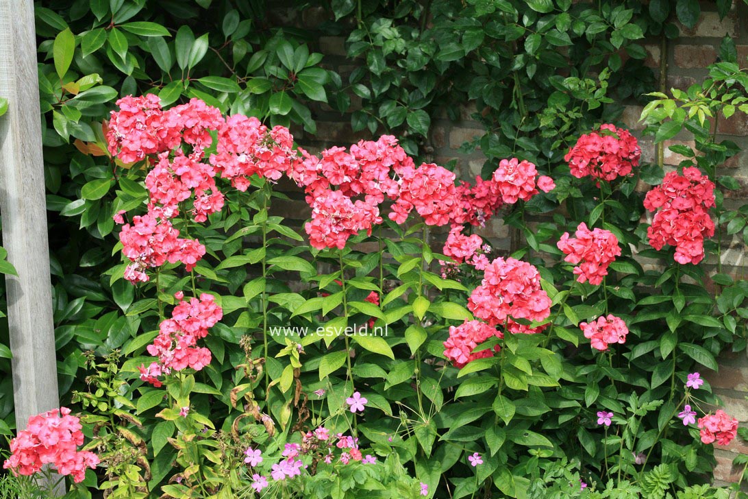 Phlox 'Flamingo'