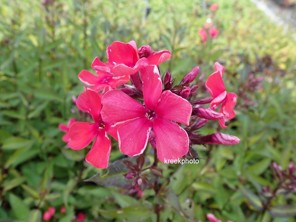 Phlox 'Starfire'
