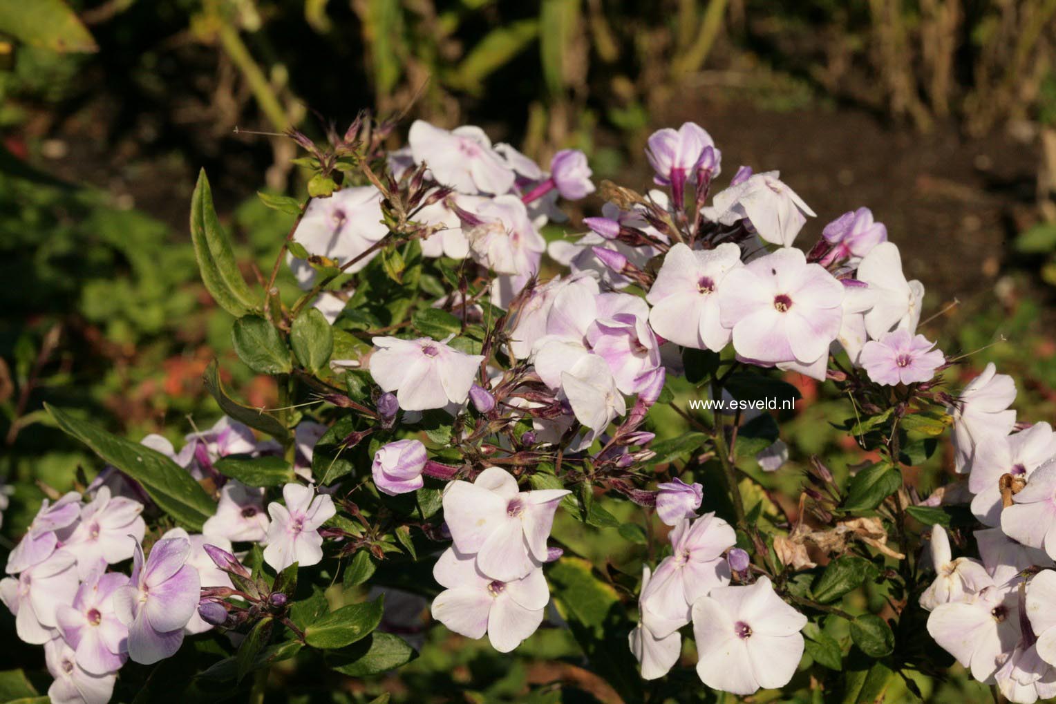 Phlox 'Violetta Gloriosa'