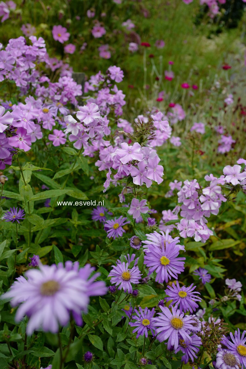 Phlox maculata 'Rosalinde'