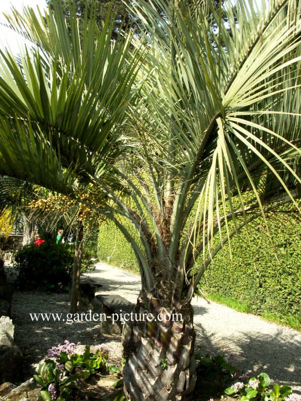Phoenix canariensis
