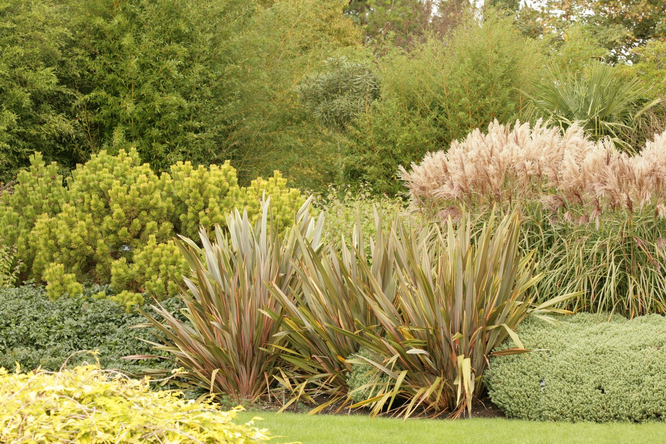 Phormium 'Rainbow Queen'