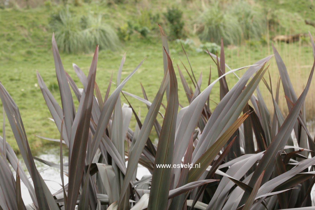 Phormium tenax 'Purpureum'
