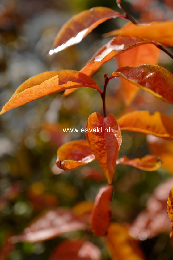 Photinia beauverdiana notabilis