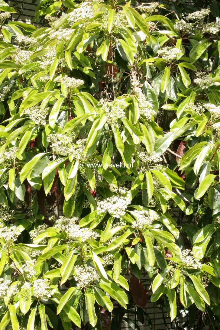Photinia fraseri