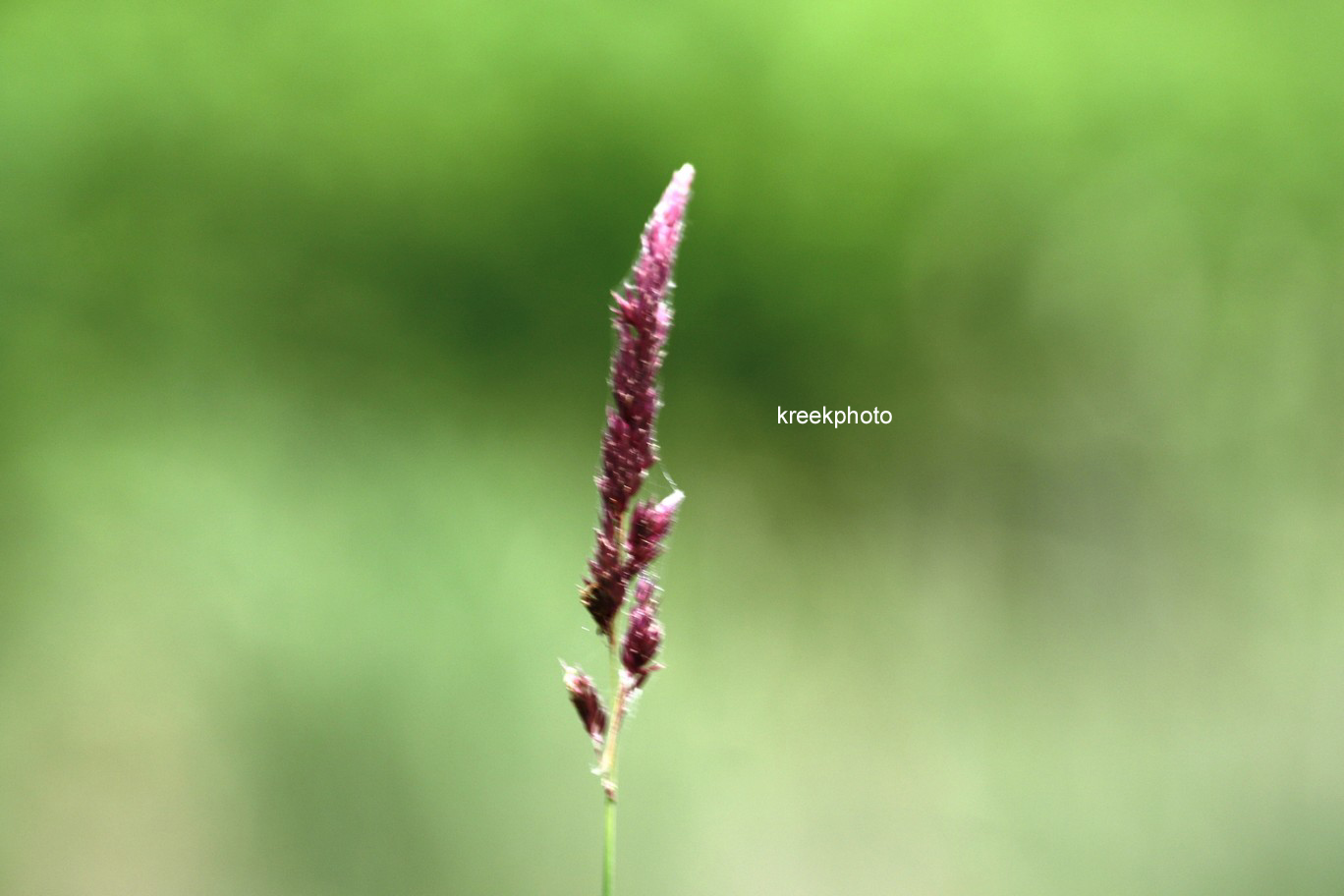Phragmites australis