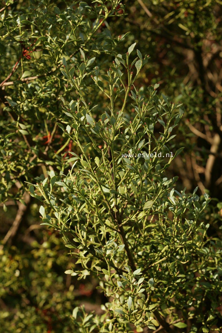 Phyllocladus aspleniifolius