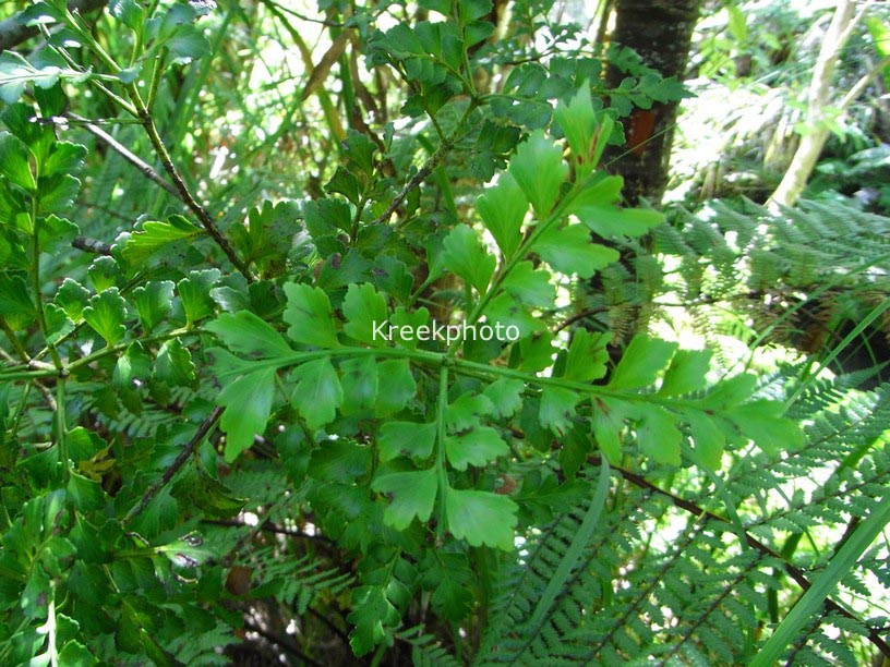 Phyllocladus trichomanoides