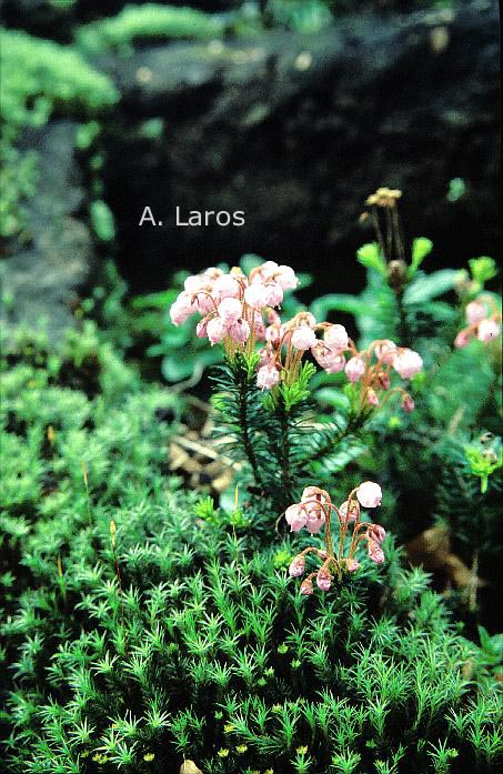 Phyllodoce empetriformis