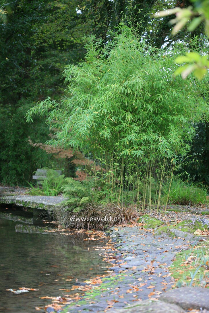 Phyllostachys aurea